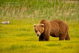 Alaska,bears,bears at hallo bay,Hallo Bay,Hallo Bay Alaska,Hallo Bay Bear Camp,Hallo Bay Camp,dontudorphotography.com,Alaska wildlife