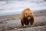 Don Tudor,dontudorphotography.com,Alaska,alaska bears,Alaska wildlife,bears,bears at hallo bay,Hallo Bay Alaska,Hallo Bay,Hallo Bay Camp