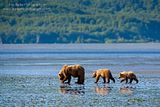 Don Tudor,dontudorphotography.com,Hallo Bay Alaska,Alaska,Alaska wildlife,bears at hallo bay,bears,Hallo Bay,Hallo Bay Bear Camp,Hallo Bay Camp