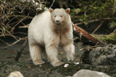 Spirit Bear/Sierra Club/Grossman