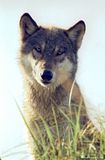 wolf,Alaska wildlife,Alaska wolf,Hallo Bay,Hallo Bay Alaska,Hallo Bay Bear Camp,Hallo Bay Camp,bears at hallo bay