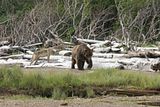 wolf,Alaska,bears,bears at hallo bay,Alaska wolf,Alaska wildlife,alaska wilderness,Hallo Bay,Hallo Bay Alaska,Hallo Bay Bear Camp,Hallo Bay Camp