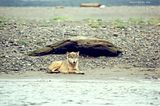 wolf,Alaska,alaska wilderness,Alaska wildlife,Alaska wolf,Hallo Bay,Hallo Bay Alaska,Hallo Bay Bear Camp,Hallo Bay Camp,bears at hallo bay