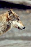 wolf,Alaska wolf,Alaska wildlife,bears at hallo bay,Alaska,Hallo Bay,Hallo Bay Alaska,Hallo Bay Camp,Hallo Bay Bear Camp