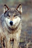 Alaska,Alaska wildlife,Alaska wolf,Hallo Bay Bear Camp,Hallo Bay,Hallo Bay Alaska,Hallo Bay Camp,wolf