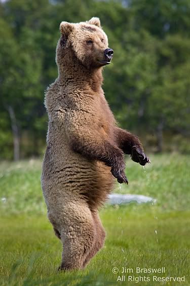 Bears at Hallo Bay: Bear: Standing Grizzly Bear by J Braswell