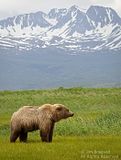 Jim Braswell,ShowMeNature,showmenaturephotography.com,bears,bears at hallo bay,brown bears,grizzly bears,Alaska,alaska bears,alaska wilderness,alaska grizzly bears,Hallo Bay,Hallo Bay Alaska,Hallo Bay Bear Camp,Hallo Bay Bear Lodge,Hallo Bay Bears,Hallo Bay Camp,Hallo Bay Wilderness Camp