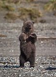 Jim Braswell,showmenaturephotography.com,Alaska,Alaska wildlife,bears,bears at hallo bay,Hallo Bay,Hallo Bay Alaska,Hallo Bay Bear Camp,Hallo Bay Camp