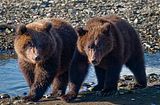 Jim Braswell,showmenaturephotography.com,Hallo Bay Alaska,bears,Alaska,alaska bears,Alaska wildlife,Hallo Bay,Hallo Bay Bear Camp,Hallo Bay Camp