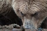 Jim Braswell,showmenaturephotography.com,alaska bears,Alaska,Alaska wildlife,Hallo Bay,Hallo Bay Alaska,bears,bears at hallo bay,Hallo Bay Bear Camp,Hallo Bay Camp,Hallo Bay Wilderness Camp