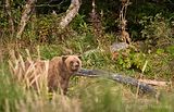 Jim Braswell,showmenaturephotography.com,Hallo Bay Camp,bears,bears at hallo bay,Alaska,alaska bears,Hallo Bay,Alaska wildlife,Hallo Bay Alaska,Hallo Bay Bear Camp