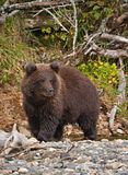 Jim Braswell,Show Me Nature,Show Me Nature Photography,alaska,alaska bear,alaska brown bear,alaska grizzly bear,alaska wildlife,alaska wilderness,hallo bay,hallo bay camp,hallo bay bear camp,hallo bay bears,bears at hallo bay,clintsbears,grizzly bear,brown bear