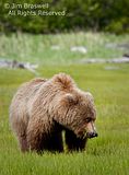 Jim Braswell,showmenaturephotography.com,bears at hallo bay,bears,Alaska,alaska bears,Alaska wildlife,Hallo Bay,Hallo Bay Alaska,Hallo Bay Bear Camp,Hallo Bay Camp,Hallo Bay Wilderness Camp