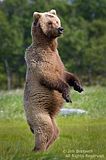 grizzly bears,bears,bears at hallo bay,brown bears,Alaska,alaska bears,alaska wilderness,Alaska wildlife,Hallo Bay,Hallo Bay Alaska,Hallo Bay Bear Camp,Hallo Bay Camp,Hallo Bay Wilderness Camp,Hallo Bay Bears