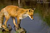 Jim Braswell,showmenaturephotography.com,Alaska,alaska fox,red fox,alaska wilderness,Alaska wildlife,Hallo Bay,Hallo Bay Alaska,Hallo Bay Bear Camp,Hallo Bay Bears,Hallo Bay Camp,Hallo Bay Wilderness Camp