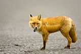 fox,Alaska wildlife,alaska fox,Hallo Bay Bear Camp,Hallo Bay,Hallo Bay Alaska,Hallo Bay Camp,bears at hallo bay
