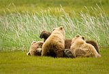 Jim Braswell,showmenaturephotography.com,bears,Alaska,Alaska wildlife,Hallo Bay,Hallo Bay Camp,Hallo Bay Alaska,Hallo Bay Bear Camp,bears at hallo bay