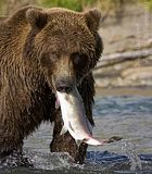 Alaska,bears,Alaska wildlife,alaska bears,Jim Braswell,showmenaturephotography.com,bears at hallo bay,Hallo Bay,Hallo Bay Alaska,Hallo Bay Bear Camp,Hallo Bay Camp