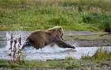 Jim Braswell,showmenaturephotography.com,bears at hallo bay,bears,Alaska,alaska bears,Alaska wildlife,Hallo Bay,Hallo Bay Alaska,Hallo Bay Bear Camp,Hallo Bay Camp