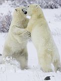 Larry Wood,Churchill Polar Bears,polar bear,Hallo Bay Bear Camp,Hallo Bay Bear Lodge,bears at hallo bay