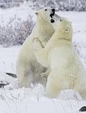 Larry Wood,Churchill Polar Bears,polar bear,Hallo Bay Bear Camp,Hallo Bay Bear Camp Polar Bear Tour,Hallo Bay Bear Lodge,bears at hallo bay
