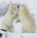 Larry Wood,Churchill Polar Bears,polar bear,Hallo Bay Bear Camp,Hallo Bay Bear Camp Polar Bear Tour,Hallo Bay Bear Lodge,bears at hallo bay