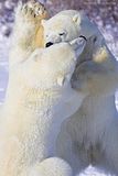 Churchill Polar Bears,polar bear,Larry Wood,Hallo Bay Bear Camp,Hallo Bay Bear Camp Polar Bear Tour,Hallo Bay Bear Lodge,bears at hallo bay