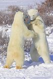 Churchill Polar Bears,polar bear,Hallo Bay Bear Camp,Hallo Bay Bear Camp Polar Bear Tour,Hallo Bay Bear Lodge,bears at hallo bay