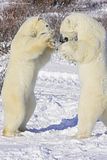 Larry Wood,Churchill Polar Bears,Hallo Bay Bear Camp,Hallo Bay Bear Camp Polar Bear Tour,Hallo Bay Bear Lodge,bears at hallo bay