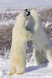 Larry Wood,Churchill,Churchill Polar Bears,polar bear,Hallo Bay Bear Camp,Hallo Bay Bear Camp Polar Bear Tour,Hallo Bay Bear Lodge,bears,bears at hallo bay,ClintsBears