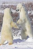 Larry Wood,Churchill,Churchill Polar Bears,polar bear,bears,bears at hallo bay,ClintsBears,Hallo Bay Bear Camp,Hallo Bay Bear Camp Polar Bear Tour