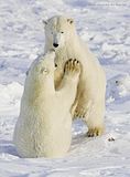 Churchill Polar Bears,Larry Wood,Hallo Bay Bear Camp,Hallo Bay Bear Camp Polar Bear Tour,Hallo Bay Bear Lodge,ClintsBears