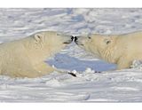 Larry Wood,Hallo Bay Bear Camp,Hallo Bay Bear Camp Polar Bear Tour,Hallo Bay Bear Lodge,bears at hallo bay