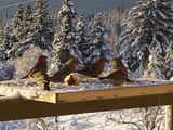 birds,Alaska birds,Hallo Bay Bear Lodge