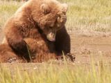Hallo Bay Alaska,Hallo Bay Bear Camp