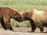 Hallo Bay Alaska,Hallo Bay Bear Camp,bears at hallo bay