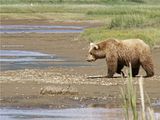 Hallo Bay,Hallo Bay Alaska,Hallo Bay Bear Camp,Hallo Bay Camp,bears,bears at hallo bay