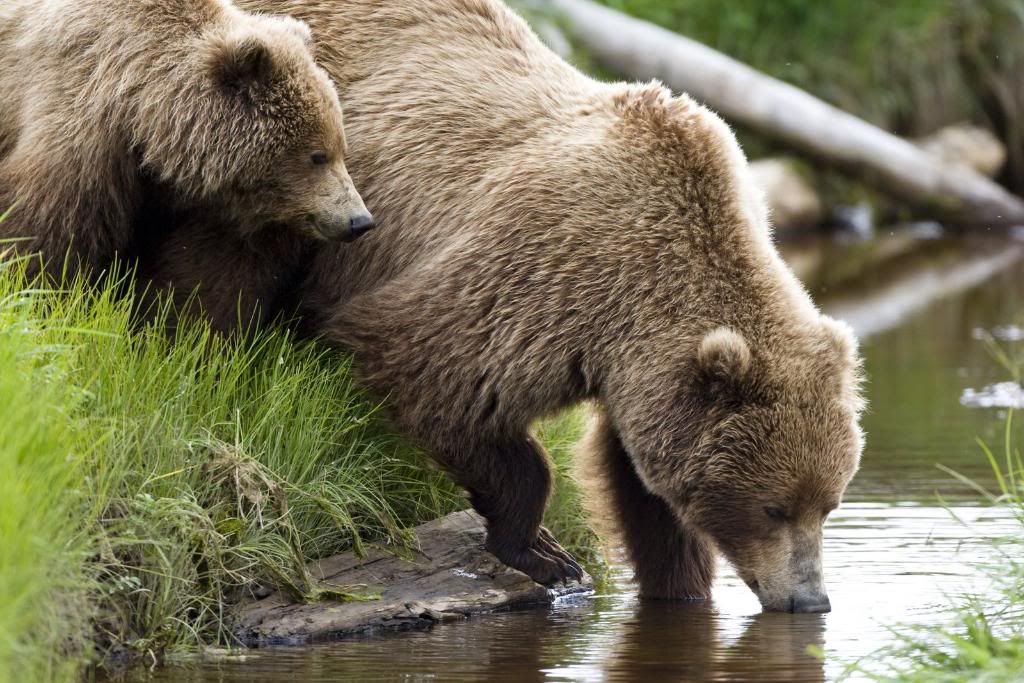 Alaska,alaska bears,alaska grizzly bears,alaska wilderness,alaska wildlife,bears at hallo bay,brown bears,grizzly bears,Hallo Bay,Hallo Bay Alaska,Hallo Bay Bear Camp,Hallo Bay Bear Lodge,Hallo Bay Bears,Hallo Bay Camp,Hallo Bay Wilderness Camp,ClintsBears,Roger Chou