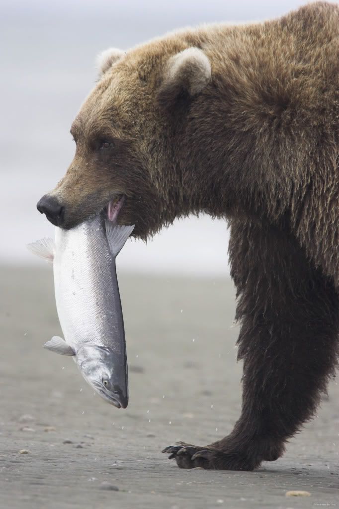 Alaska,alaska bears,alaska wilderness,Alaska wildlife,bears,bears at hallo bay,Hallo Bay,Hallo Bay Alaska,Hallo Bay Bear Camp,Hallo Bay Camp,Hallo Bay Wilderness Camp