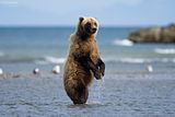 Alaska,alaska bears,alaska grizzly bears,alaska wilderness,Alaska wildlife,bears,bears at hallo bay,brown bears,grizzly bears,Hallo Bay,Hallo Bay Alaska,Hallo Bay Bear Camp,Hallo Bay Bear Lodge,Hallo Bay Bears,Hallo Bay Camp