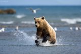 Alaska,alaska bears,alaska grizzly bears,alaska wilderness,Hallo Bay,Hallo Bay Alaska,Hallo Bay Bear Camp,Hallo Bay Bear Lodge,Hallo Bay Bears,Hallo Bay Camp,Hallo Bay Wilderness Camp,bears,bears at hallo bay,brown bears,grizzly bears,Alaska wildlife