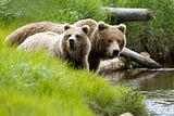 Alaska,alaska bears,alaska wilderness,alaska wildlife,bears,bears at hallo bay,brown bears,grizzly bears,Hallo Bay,Hallo Bay Alaska,Hallo Bay Bear Camp,Hallo Bay Bear Lodge,Hallo Bay Bears,Hallo Bay Camp,Hallo Bay Wilderness Camp,ClintsBears,Roger Chou,alaska grizzly bears