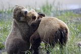 bears,brown bears,grizzly bears,alaska,alaska brown bears,alaska grizzly bears,hallo bay,hallo bay bears,hallo bay bear camp,hallo bay bear lodge,alaska wildlife,bears at hallo bay,clintsbears