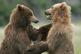 Alaska,alaska bears,alaska wilderness,Alaska wildlife,bears,bears at hallo bay,brown bears,grizzly bears,alaska grizzly bears,Hallo Bay,Hallo Bay Alaska,Hallo Bay Bears,Hallo Bay Camp,Hallo Bay Wilderness Camp