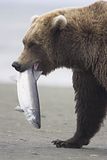 Alaska,alaska bears,alaska wilderness,Alaska wildlife,bears,bears at hallo bay,Hallo Bay,Hallo Bay Alaska,Hallo Bay Bear Camp,Hallo Bay Camp,Hallo Bay Wilderness Camp