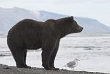 Alaska,alaska bears,Alaska birds,alaska grizzly bears,alaska wilderness,Alaska wildlife,bears,bears at hallo bay,brown bears,grizzly bears,Hallo Bay,Hallo Bay Alaska,Hallo Bay Bear Camp,Hallo Bay Bears,Hallo Bay Camp,Hallo Bay Wilderness Camp