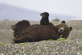 bears,bears at hallo bay,brown bears,Alaska,grizzly bears,alaska bears,alaska grizzly bears,Alaska wildlife,Hallo Bay,Hallo Bay Alaska,Hallo Bay Bear Camp,Hallo Bay Camp,Hallo Bay Wilderness Camp
