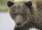 Alaska,alaska bears,Alaska wildlife,bears,bears at hallo bay,Hallo Bay Alaska,Hallo Bay Wilderness Camp,Hallo Bay Bear Camp,Hallo Bay Camp