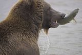 Alaska,alaska bears,alaska wilderness,Alaska wildlife,bears,bears at hallo bay,brown bears,Hallo Bay Bear Camp,Hallo Bay,Hallo Bay Alaska,Hallo Bay Bears,Hallo Bay Camp