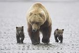 bears,bears at hallo bay,brown bears,grizzly bears,Alaska,alaska bears,alaska grizzly bears,alaska wilderness,Alaska wildlife,Hallo Bay,Hallo Bay Alaska,Hallo Bay Bear Camp,Hallo Bay Bears,Hallo Bay Camp,Hallo Bay Wilderness Camp